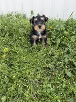 Rita , a female Yorkshire Terrier for sale in Athens, AL – Photo 5 of 8