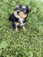 Rita , a female Yorkshire Terrier for sale in Athens, AL – Photo 2 of 8