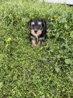 Rita , a female Yorkshire Terrier for sale in Athens, AL – Photo 8 of 8