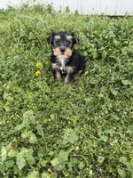 Rita , a female Yorkshire Terrier for sale in Athens, AL – Photo 6 of 8