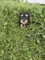 Rita , a female Yorkshire Terrier for sale in Athens, AL – Photo 7 of 8