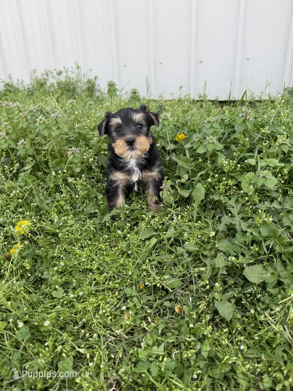 Rita  – Yorkshire Terrier puppy for sale in Athens, AL