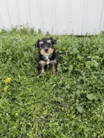 Rita , a female Yorkshire Terrier for sale in Athens, AL – Photo 1 of 8
