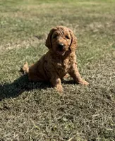 Kobe, a male Miniature Goldendoodle for sale in Athens, AL – 3 of 10