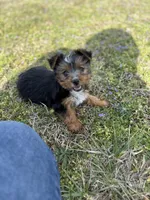 Baby, a female Yorkshire Terrier for sale in Athens, AL – Photo 5 of 9