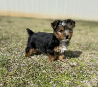 Baby, a female Yorkshire Terrier for sale in Athens, AL – Photo 1 of 9