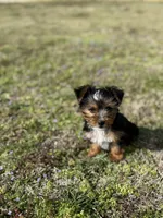 Baby, a female Yorkshire Terrier for sale in Athens, AL – Photo 3 of 9