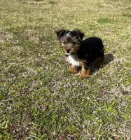 Baby, a female Yorkshire Terrier for sale in Athens, AL – Photo 6 of 9