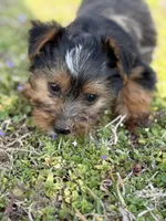 Baby, a female Yorkshire Terrier for sale in Athens, AL – Photo 2 of 9