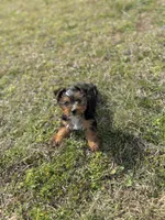 Baby, a female Yorkshire Terrier for sale in Athens, AL – Photo 7 of 9