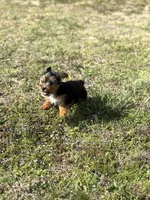 Baby, a female Yorkshire Terrier for sale in Athens, AL – Photo 4 of 9
