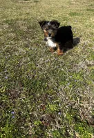 Baby, a female Yorkshire Terrier for sale in Athens, AL – Photo 8 of 9