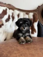 Darla, a female Yorkipoo for sale in Athens, AL – 6 of 10