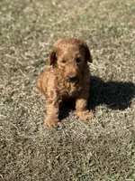 Kobe, a male Miniature Goldendoodle for sale in Athens, AL – 7 of 10