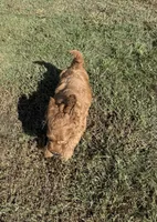 Kobe, a male Miniature Goldendoodle for sale in Athens, AL – 10 of 10