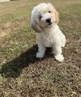 Jade, a female Cavapoo for sale in Athens, AL – 3 of 10
