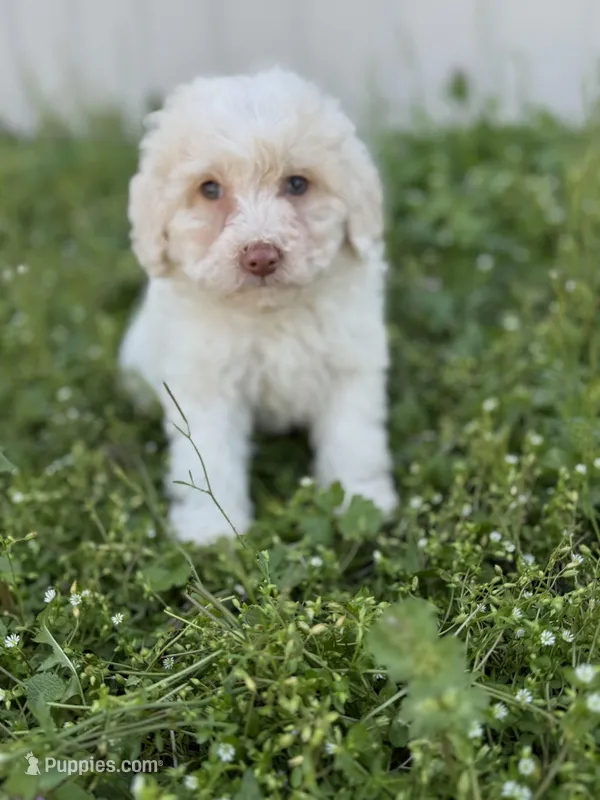 Baxter – Poodle - Toy  puppy for sale in Athens, AL