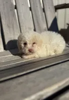 Baxter, a male Poodle - Toy  for sale in Athens, AL – Photo 5 of 5