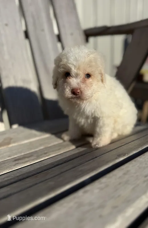 Baxter – Poodle - Toy  puppy for sale in Athens, AL