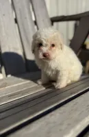 Baxter, a male Poodle - Toy  for sale in Athens, AL – Photo 1 of 5