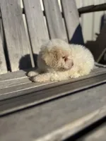 Baxter, a male Poodle - Toy  for sale in Athens, AL – Photo 3 of 5