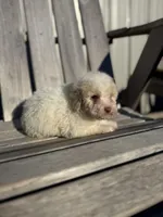 Baxter, a male Poodle - Toy  for sale in Athens, AL – Photo 4 of 5