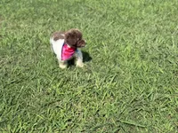 Ella, a female Poodle - Toy  for sale in Athens, AL – 4 of 5