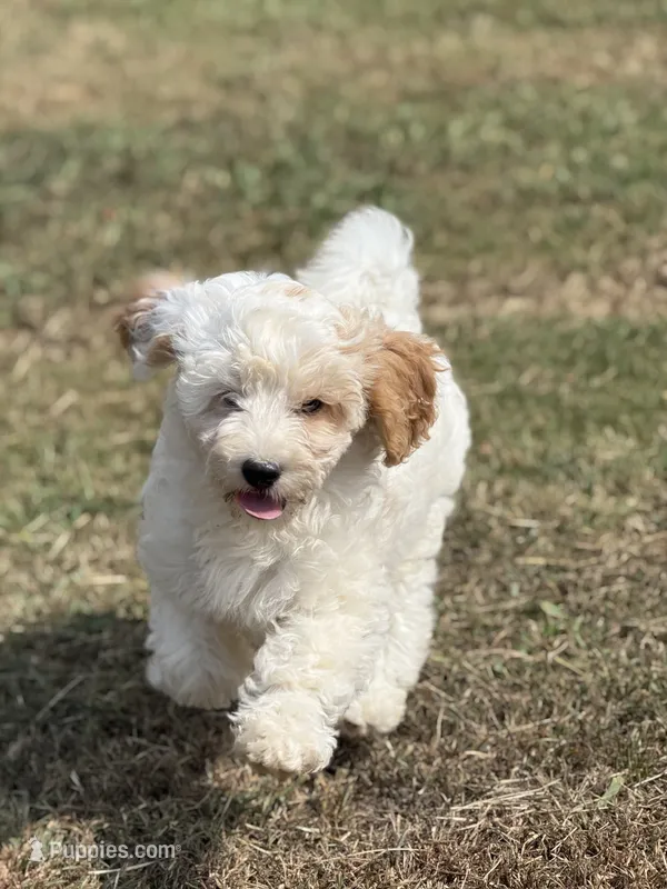 Jade – Cavapoo puppy for sale in Athens, AL