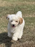 Jade, a female Cavapoo for sale in Athens, AL – 1 of 10