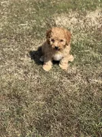 Jolene, a female Cavapoo for sale in Athens, AL – 9 of 10