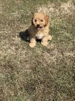 Jolene, a female Cavapoo for sale in Athens, AL – 4 of 10
