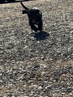 Tater, a male Basset Hound and Labrador Retriever for sale in Athens, AL – Photo 2 of 4