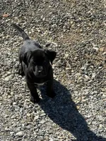 Tater, a male Basset Hound and Labrador Retriever for sale in Athens, AL – Photo 1 of 4