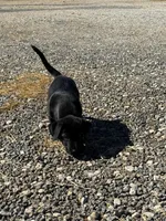 Tater, a male Basset Hound and Labrador Retriever for sale in Athens, AL – Photo 3 of 4