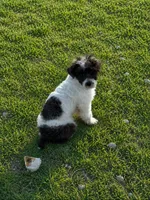 Lexie, a female Poodle - Toy  for sale in Athens, AL – 3 of 8