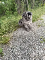 Charlie, a male Miniature Aussiedoodle for sale in Athens, AL – Photo 4 of 8
