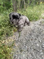 Charlie, a male Miniature Aussiedoodle for sale in Athens, AL – Photo 2 of 8