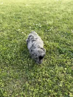 Charlie, a male Miniature Aussiedoodle for sale in Athens, AL – Photo 7 of 8