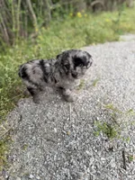 Charlie, a male Miniature Aussiedoodle for sale in Athens, AL – Photo 8 of 8