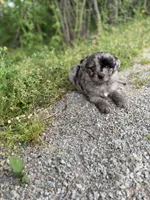 Charlie, a male Miniature Aussiedoodle for sale in Athens, AL – Photo 6 of 8