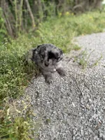Charlie, a male Miniature Aussiedoodle for sale in Athens, AL – Photo 5 of 8