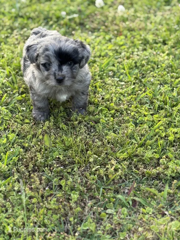 Charlie – Miniature Aussiedoodle puppy for sale in Athens, AL