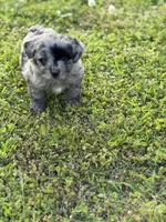 Charlie, a male Miniature Aussiedoodle for sale in Athens, AL – Photo 1 of 8