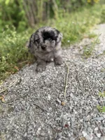 Charlie, a male Miniature Aussiedoodle for sale in Athens, AL – Photo 3 of 8
