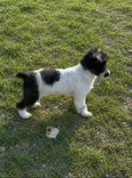Lexie, a female Poodle - Toy  for sale in Athens, AL – 6 of 8
