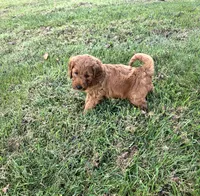 Tucker, a male Miniature Goldendoodle for sale in Athens, AL – 3 of 10