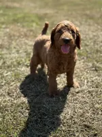 Tucker, a male Miniature Goldendoodle for sale in Athens, AL – 9 of 10