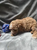 Link, a male Cavapoo for sale in Athens, AL – 2 of 5