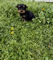 Mo, a male Yorkshire Terrier for sale in Athens, AL – Photo 4 of 6