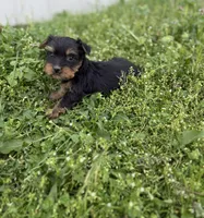 Mo, a male Yorkshire Terrier for sale in Athens, AL – Photo 3 of 6